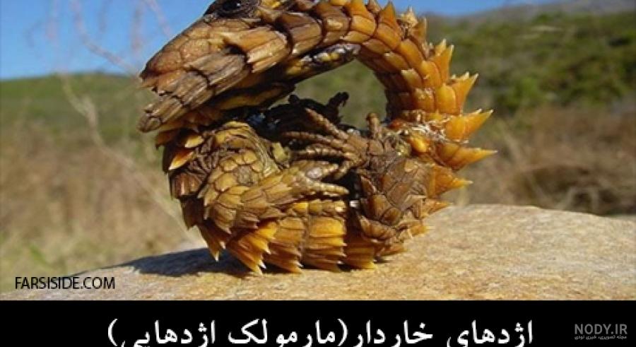عکس حیوانات زیبا