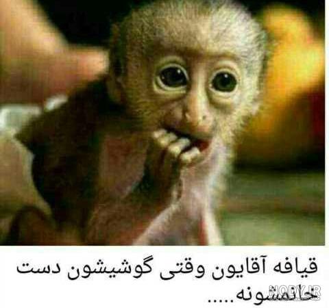 عکس خنده دار برای پروفایل