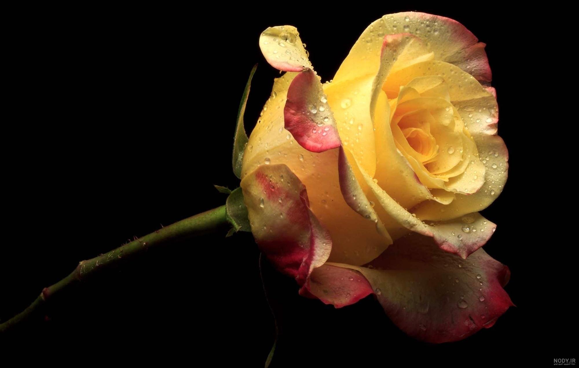 عکس دسته گل رز قرمز عکس دسته گل رز قرمز