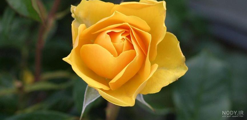 عکس دسته گل رز قرمز عروس عکس دسته گل رز قرمز عروس