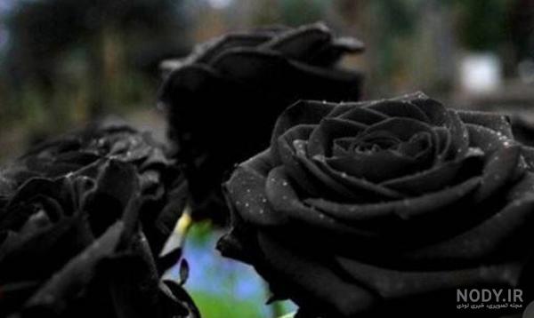 عکس رز سیاه