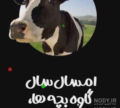 عکس طنز گاو
