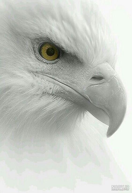 عکس عقاب سفید برای پروفایل