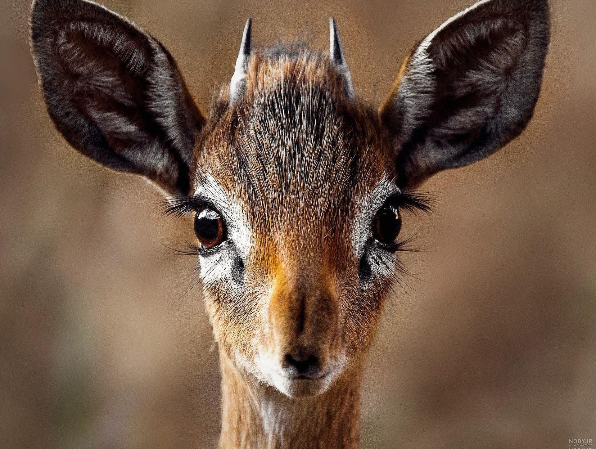 عکس نوشته چشم خمار عکس نوشته چشم خمار