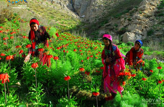 عکس پرچم ایران عکس پرچم ایران