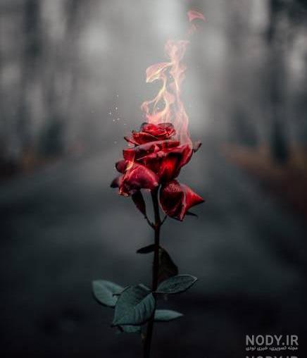 عکس گل تنها و غمگین