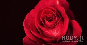 عکس گل رز زرد و قرمز عکس گل رز زرد و قرمز