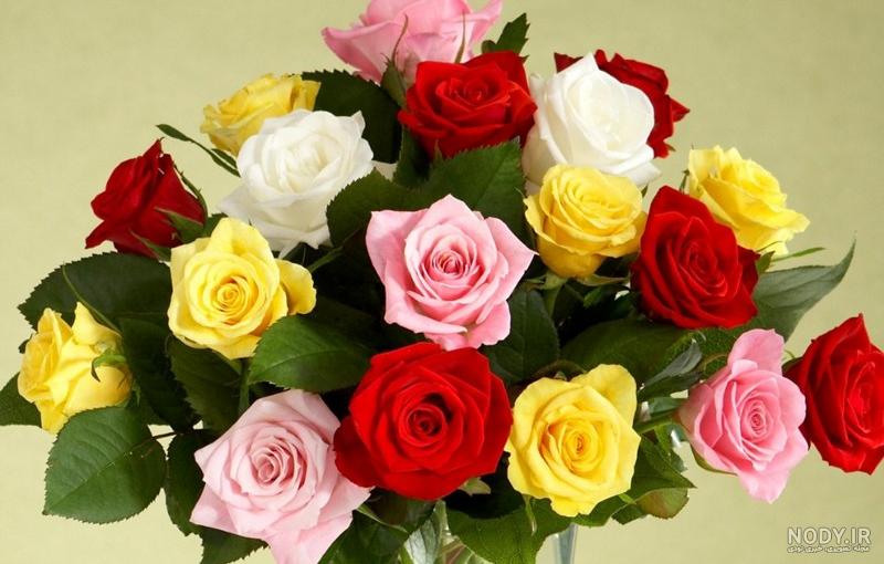 عکس گل های رز زرد و قرمز عکس گل های رز زرد و قرمز