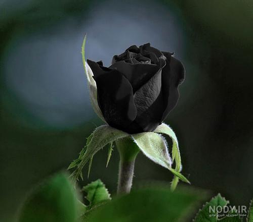 عکس گل پژمرده غمگین