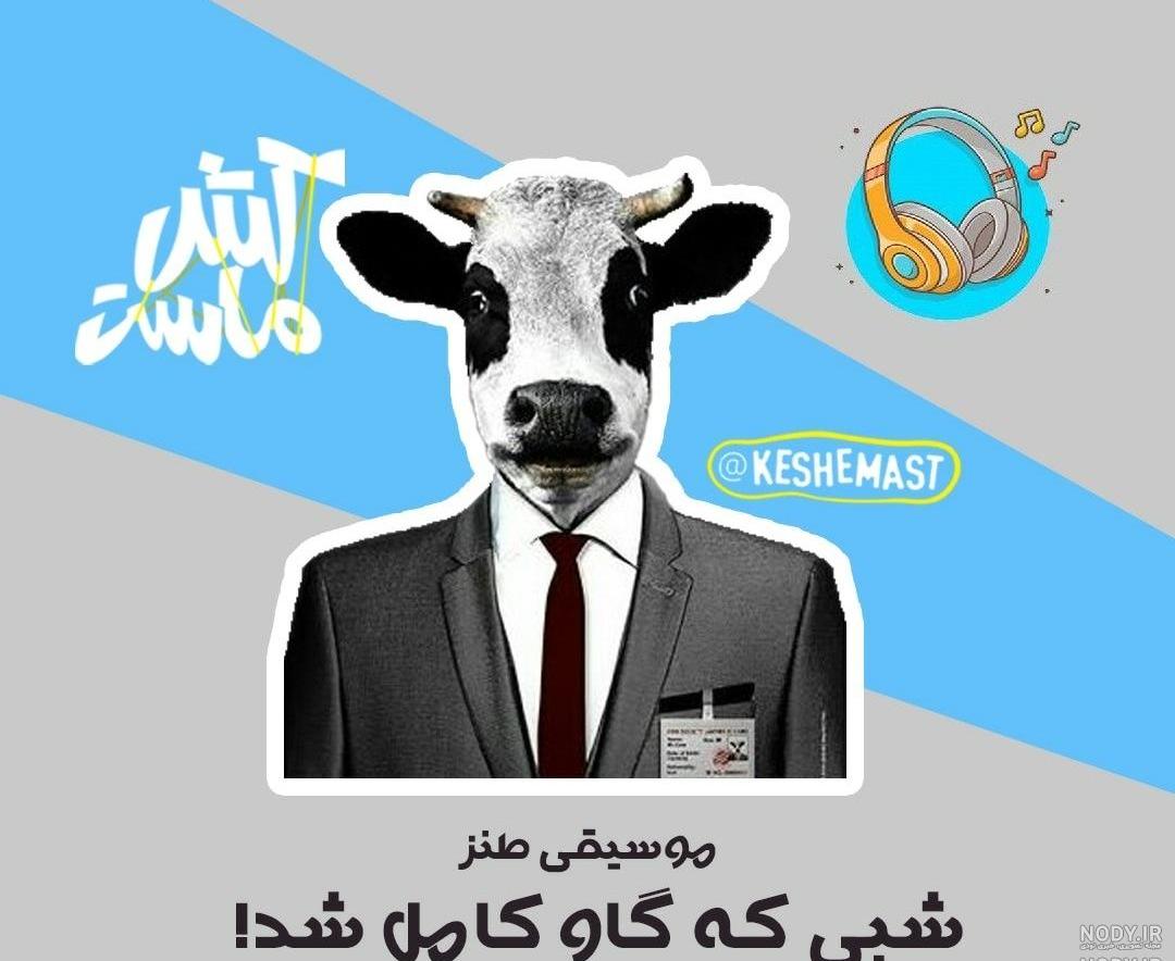 عکسهای طنز گاو عکسهای طنز گاو