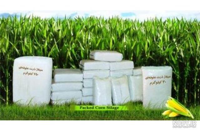قیمت بذر ذرت علوفه ای مغان