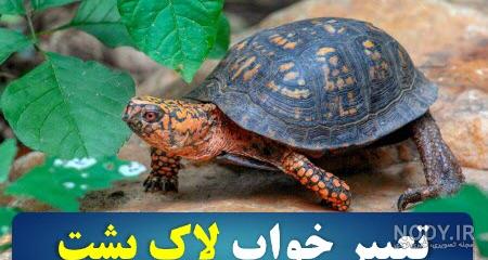 لاک پشت غول پیکر خلخال لاک پشت غول پیکر خلخال