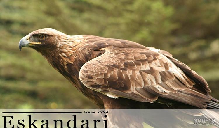 نقاشی عقاب زیبا
