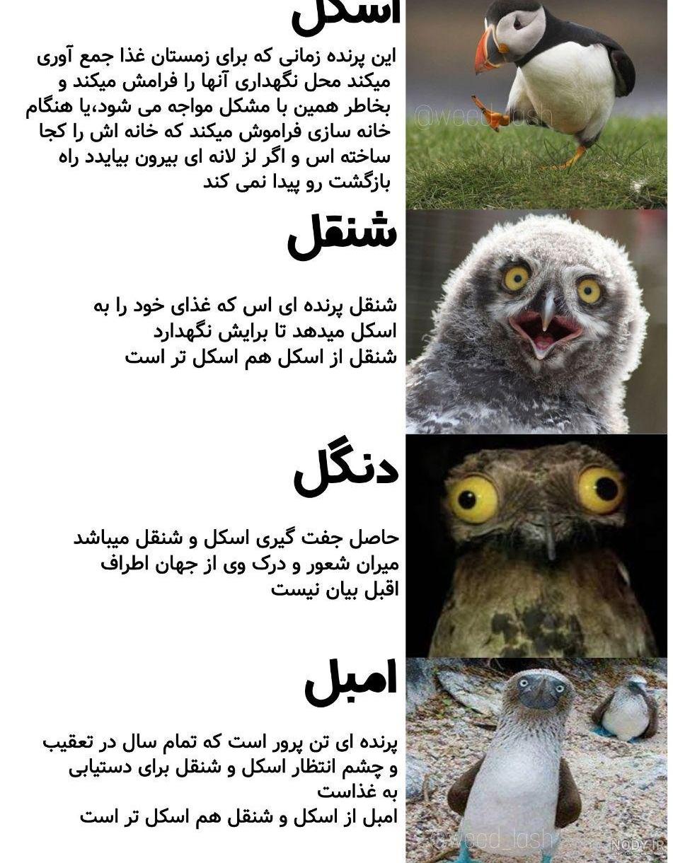 پست های خنده دار پست های خنده دار