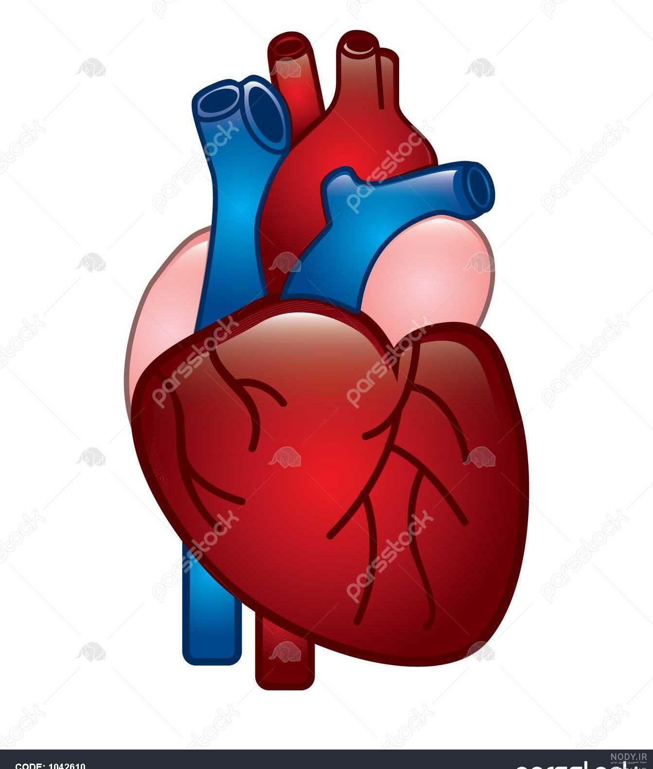 عکس قلب انسان برای نقاشی