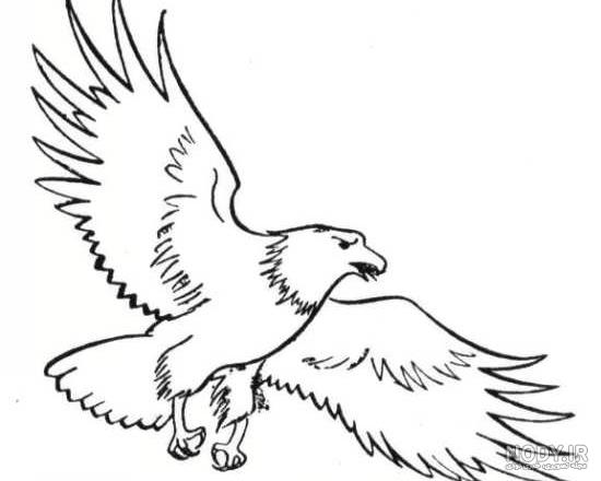 آموزش نقاشی عقاب در حال پرواز