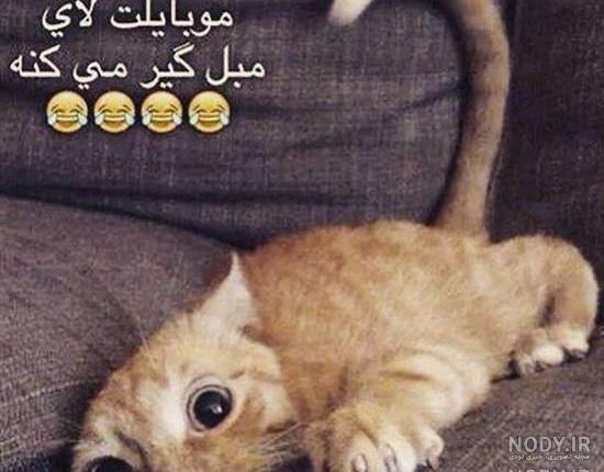 تصاویر خنده دار حیوانات با متن