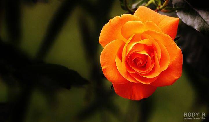 تصاویر گل رز نارنجی