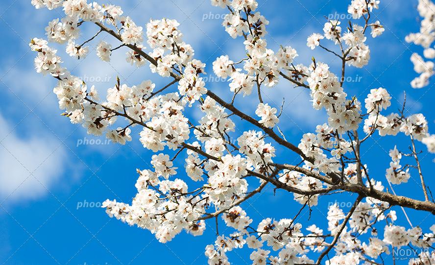 تصویر زمینه ساده تصویر زمینه ساده