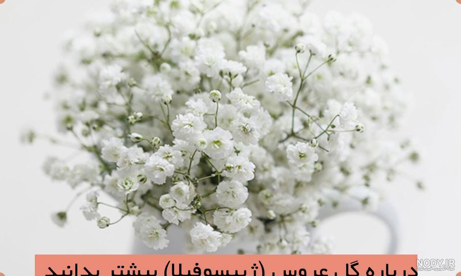 تصویر زمینه شکوفه سفید تصویر زمینه شکوفه سفید