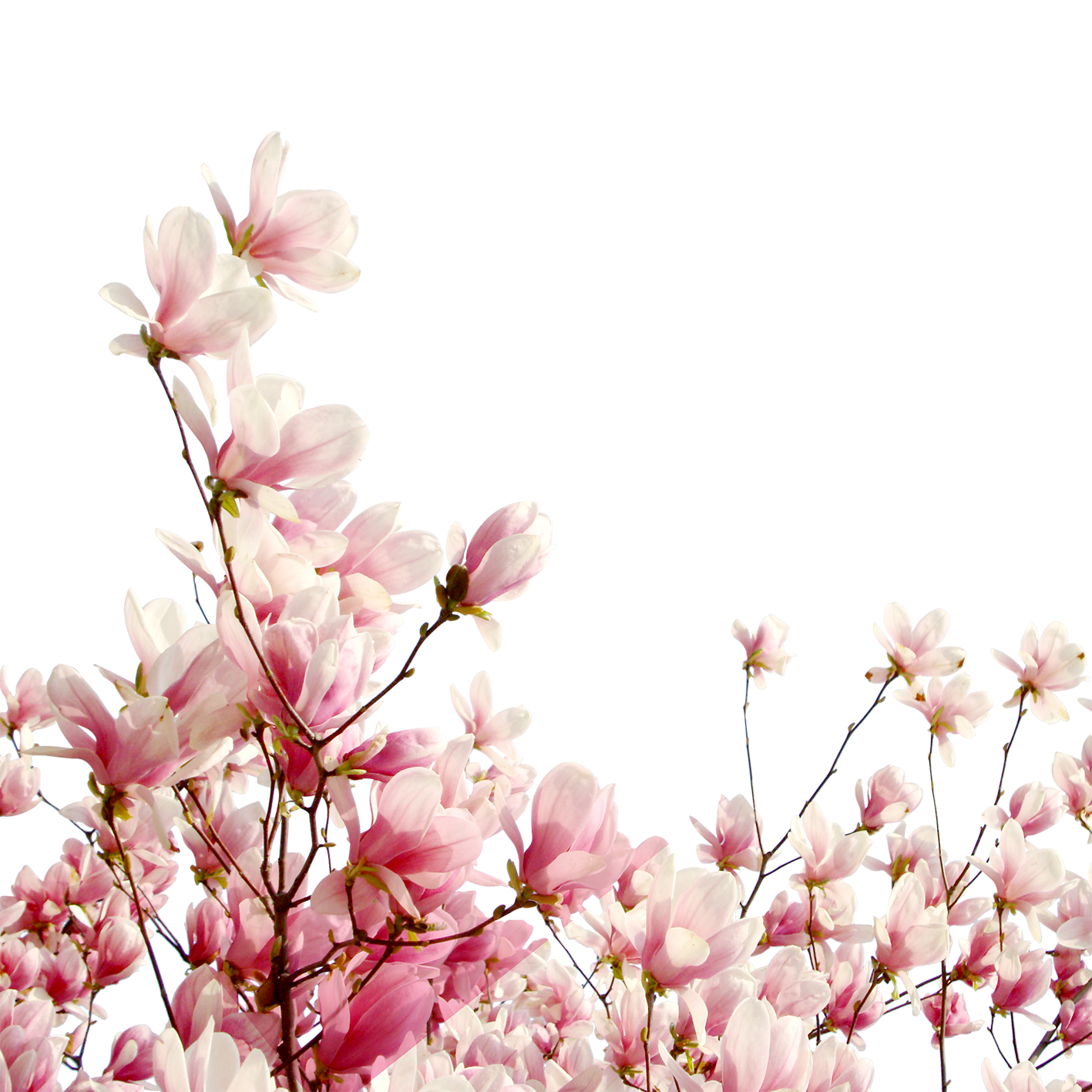 تصویر زمینه گل رز قرمز تصویر زمینه گل رز قرمز