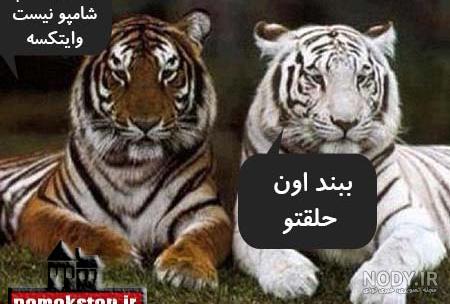 حیوانات خنده دار جالب
