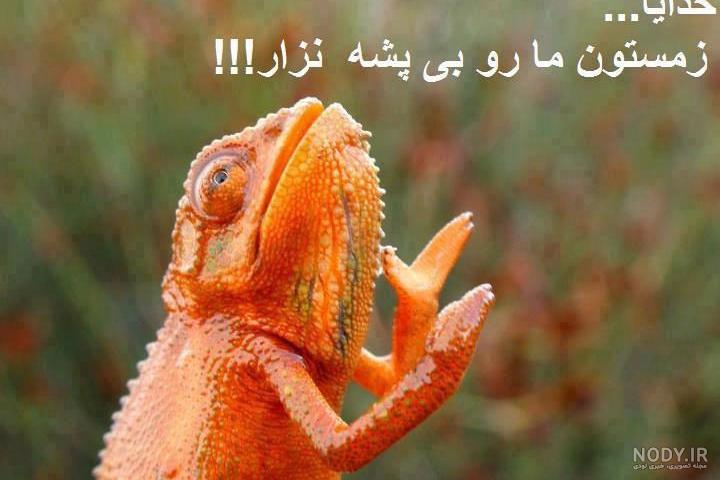 عکس خنده دار حیوانات با نوشته