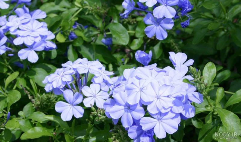 عکس دسته گل یاس عکس دسته گل یاس