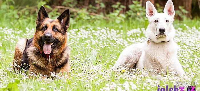 عکس زیباترین سگ ژرمن