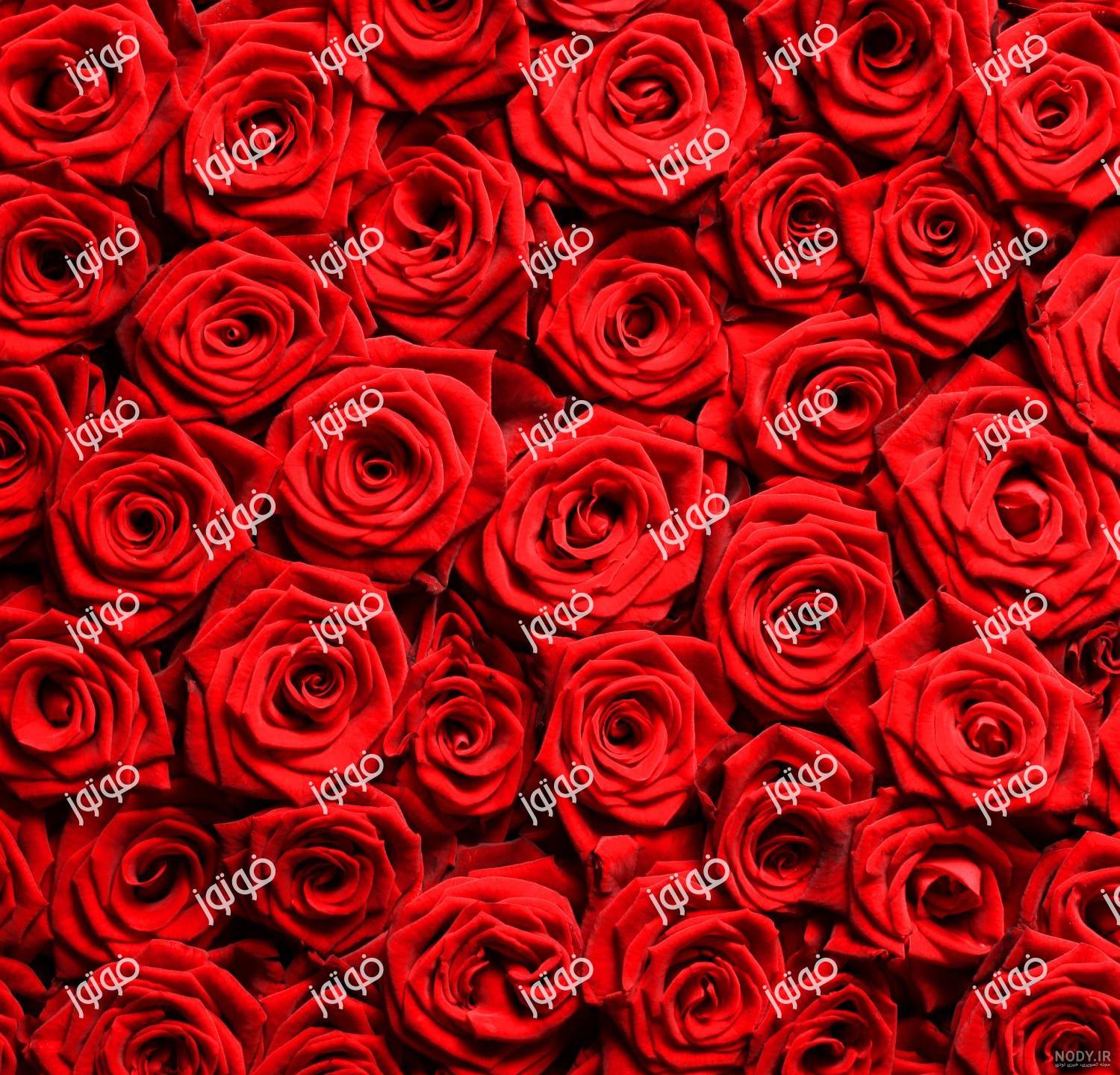 عکس سبد گل رز قرمز