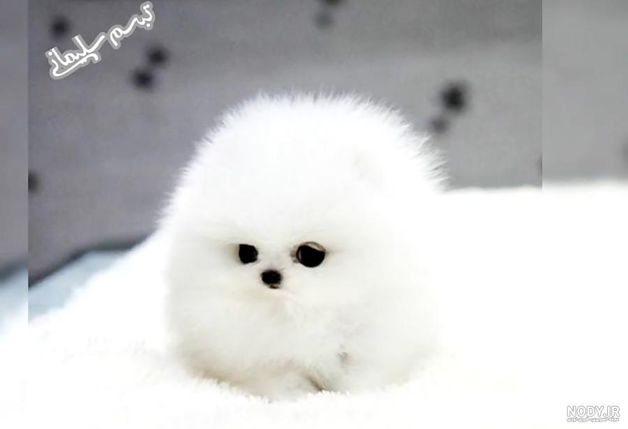 عکس سگ ژرمن سفید