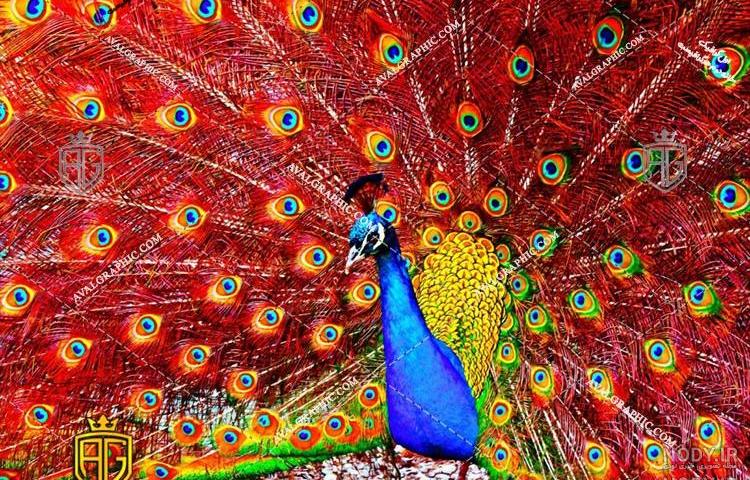 عکس طاووس رنگی