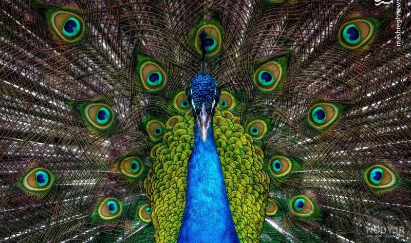 عکس طاووس زرد