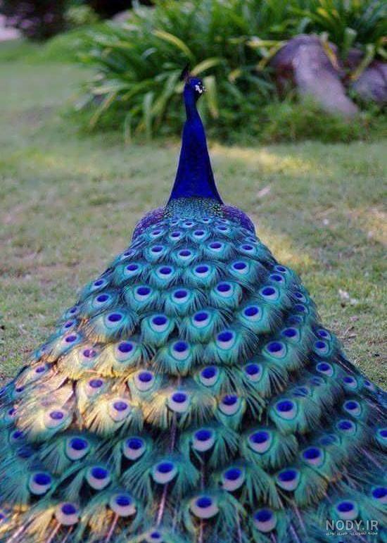 عکس طاووس واقعی