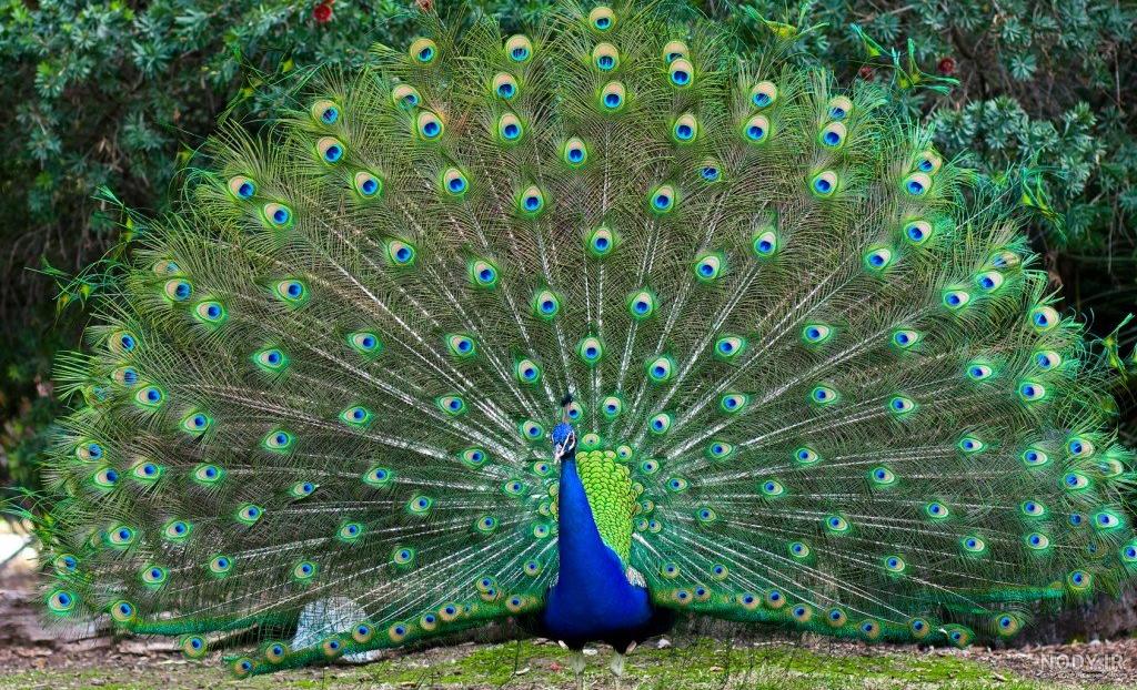 عکس طاووس پر باز
