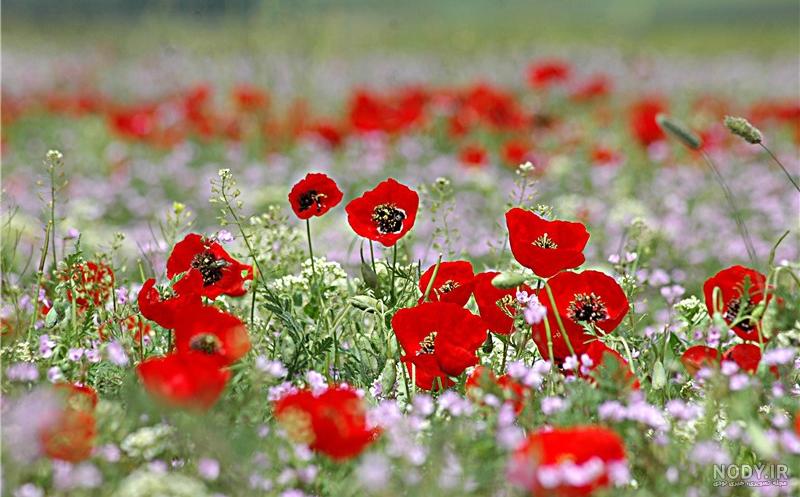 عکس طبیعت بهاری برای پروفایل عکس طبیعت بهاری برای پروفایل
