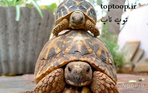 عکس لاک پشت بزرگ