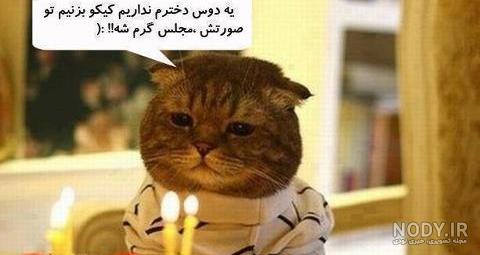 عکس نوشته های خنده دار گربه