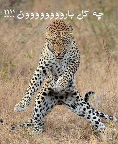 عکس های خنده دار حیوانات با نوشته