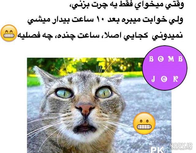 عکس های خنده دار گربه ها با متن