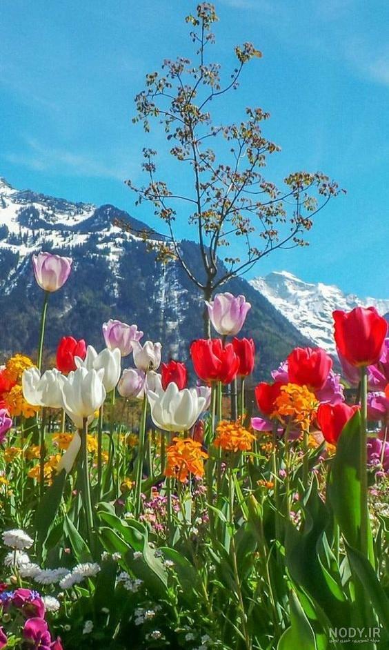 عکس پروفایل طبیعت زیبای بهاری عکس پروفایل طبیعت زیبای بهاری