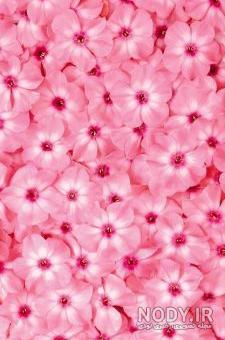 عکس گل برای تصویر زمینه گوشی عکس گل برای تصویر زمینه گوشی