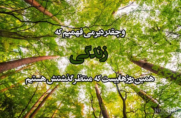 عکس گل برای پروفایل واتساپ جدید ایرانی
