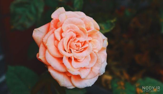 عکس گل رز رنگی