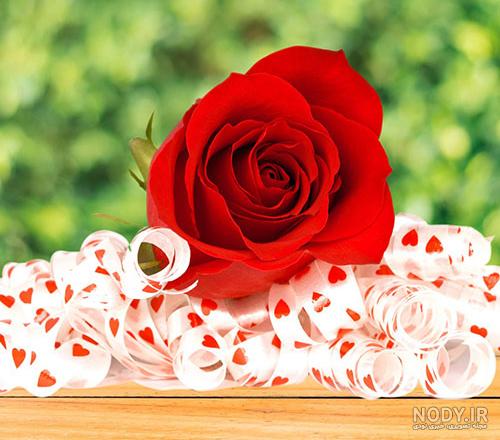 عکس گل رز زرد عکس گل رز زرد