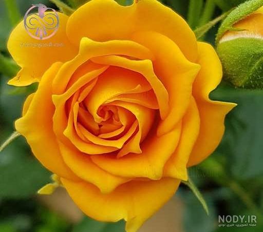 عکس گل رز زرد