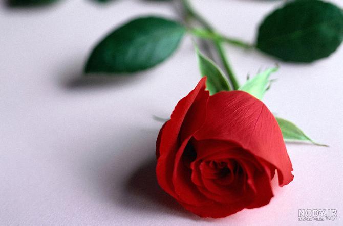 عکس گل رز زرد و قرمز عکس گل رز زرد و قرمز