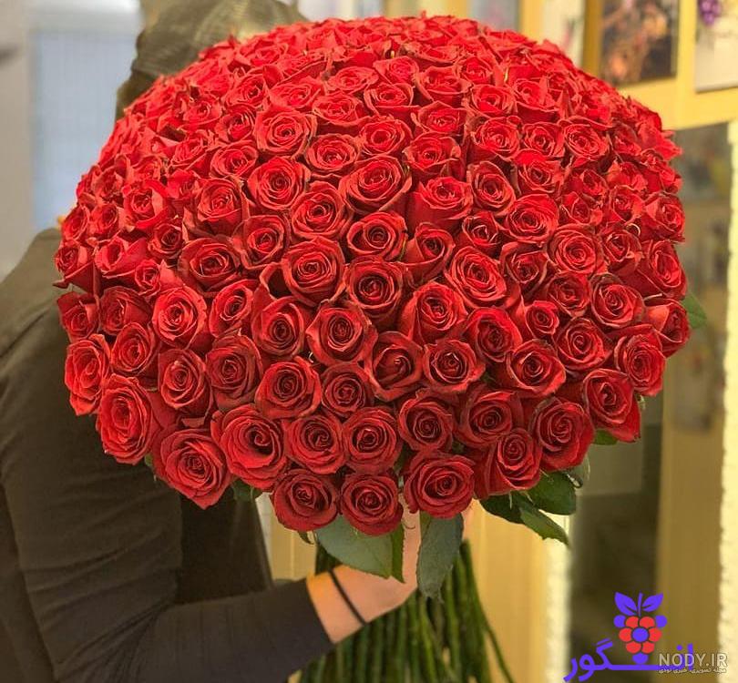 عکس گل رز سفید هلندی