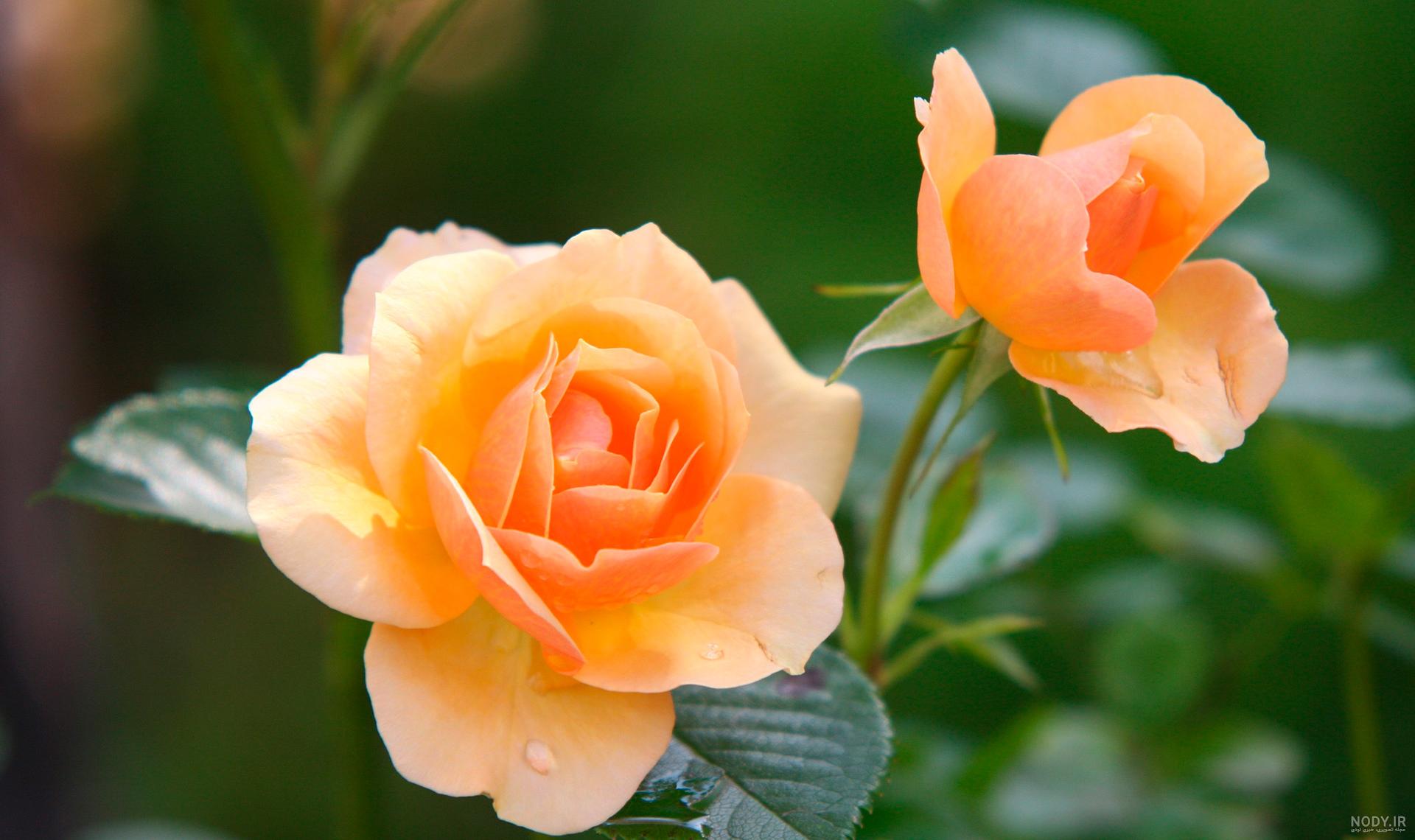 عکس گل رز سفید هلندی