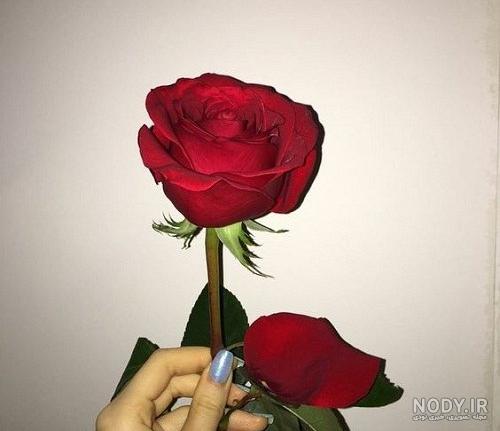 عکس گل رز صورتی زیبا عکس گل رز صورتی زیبا